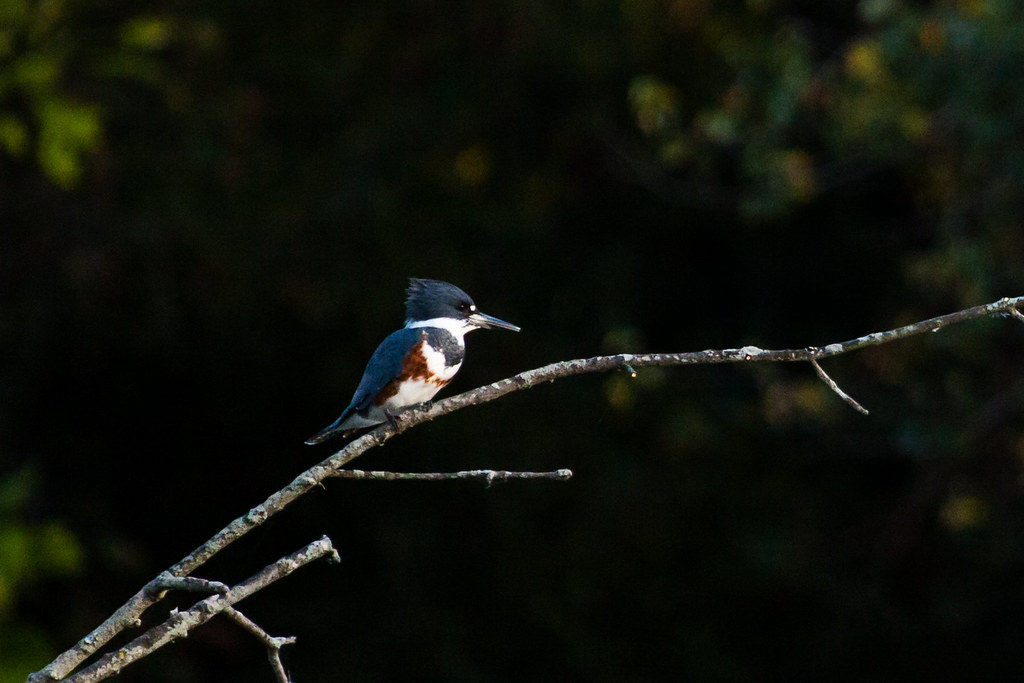 Female Belted Kingfisher - Biodiversity