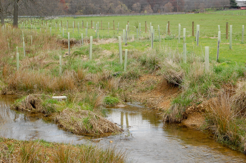 buffer planting2