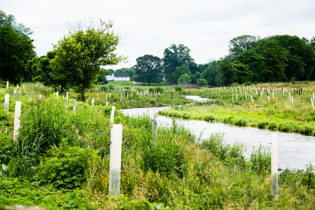 buffer planting4