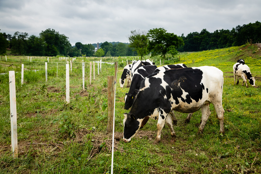 cows_fencing_buffer