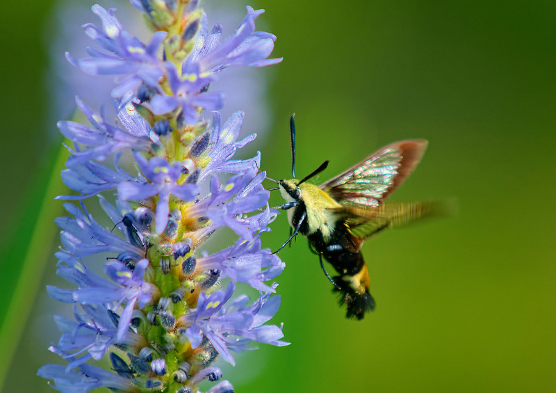 BAP Snowberry Clearwing