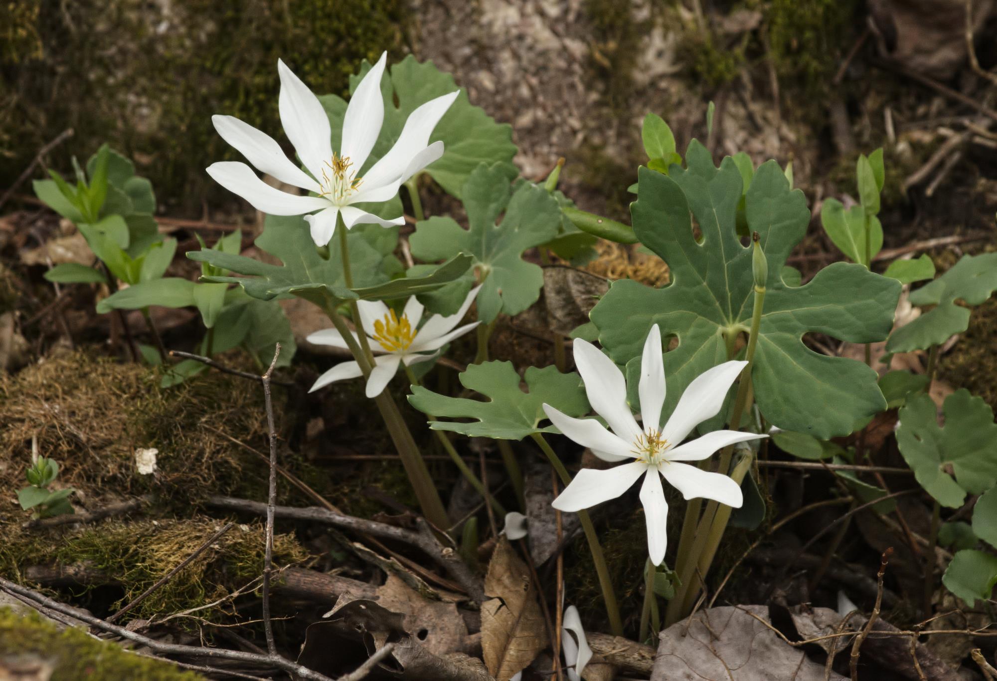 Bloodroot - Credit Scott Clark