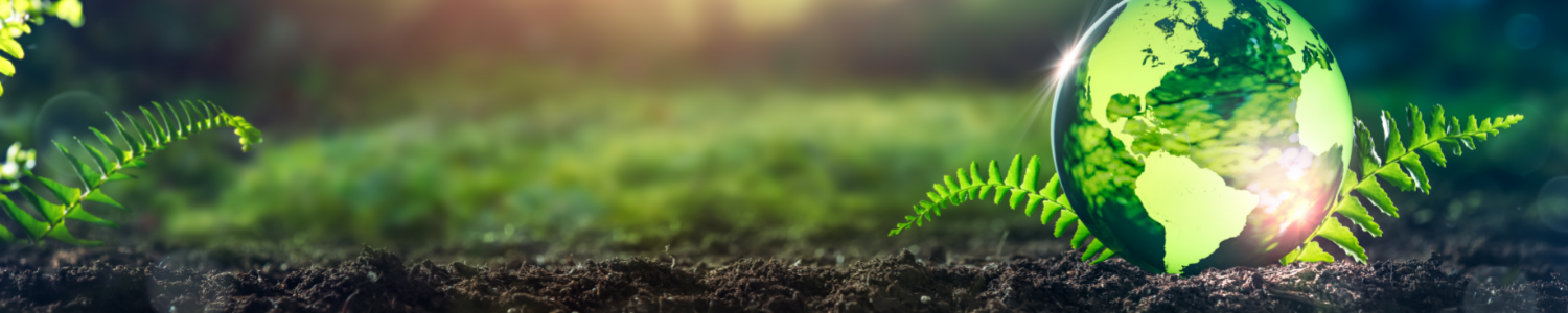 This image is of the forest floor with a conceptual rendering of the earth