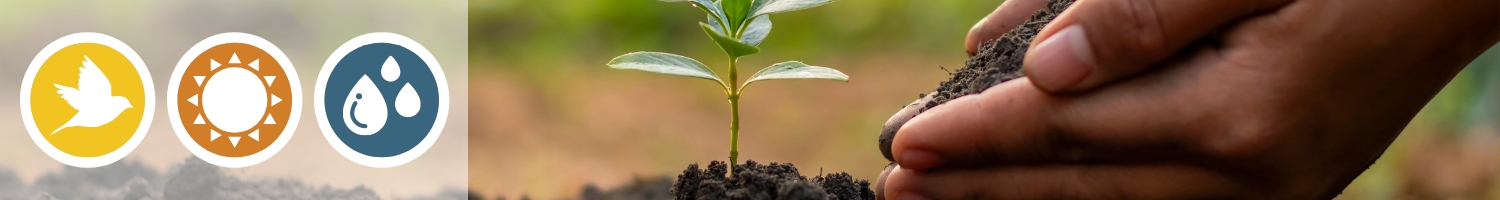 What You Can Do At Home - Plant a Tree (or two or three)