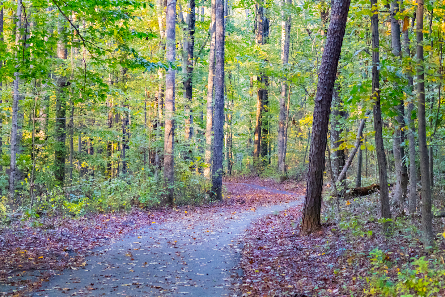 Charlotte Humphris trail