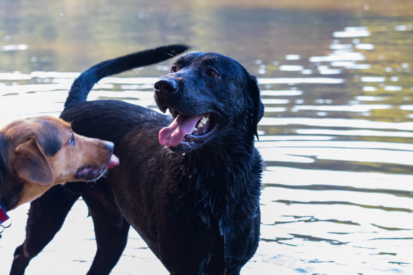 Dog Park at Chris Green Lake Park